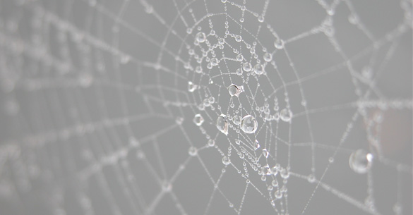 webdeveloper